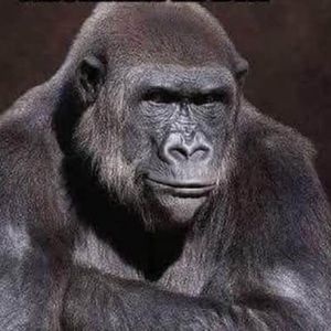 Meet your Posher, Hector